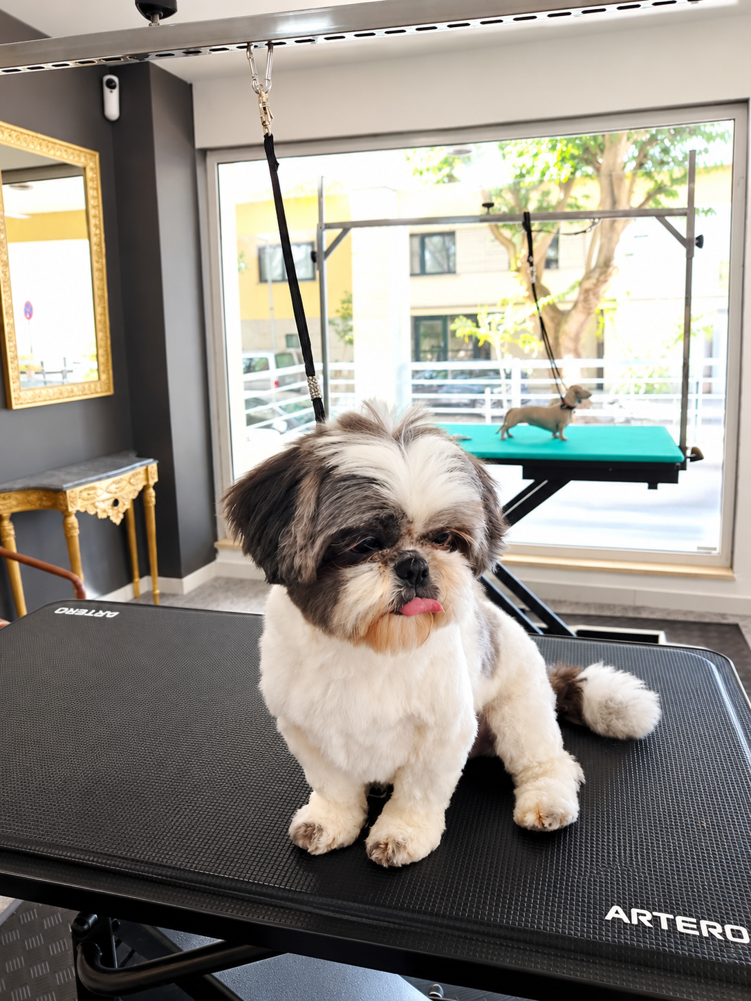 Interior da Royal Family com animal na mesa de grooming
